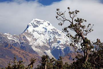 Annapurna South framed by Rhododendrons