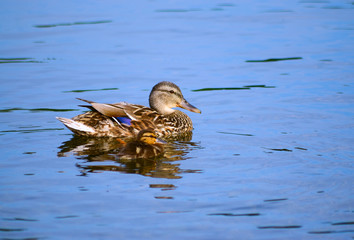 Mallard with duckling