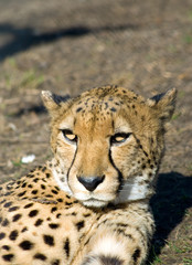 Sleepy cheetah
