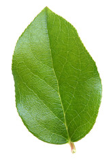 Green leaf