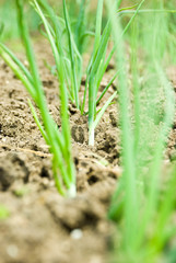 Spring onion in soil