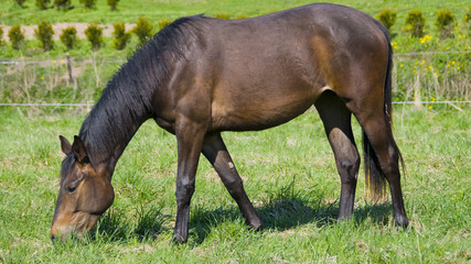 Fototapeta premium English horse race