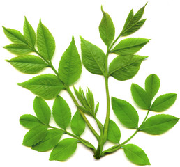 Fototapeta premium green leafs of tree isolated