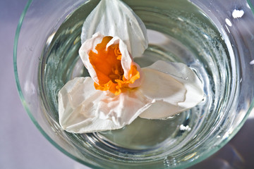 narcissus in the water