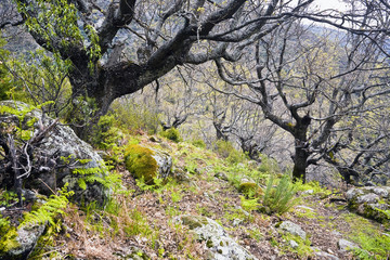 Sierra de Gredos. Castilla León. España