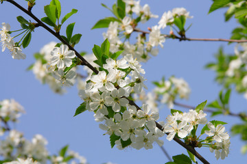 Flowering branch of cherry