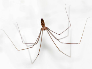 animal spider isolated