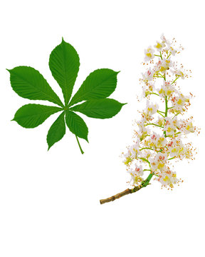 Horse chestnut branch and leaf on a white background