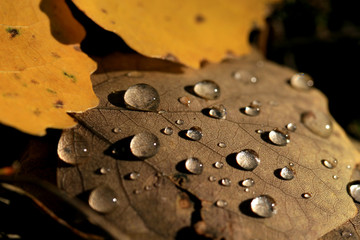 macro d'une goutte de pluie en automne