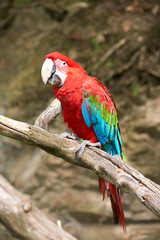 Obraz na płótnie Canvas macaw on the branch