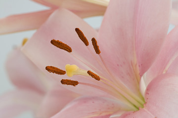Fototapeta na wymiar A macro close up of a beautiful pink lily