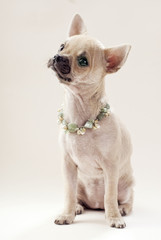 nice Chihuahua puppy with necklace portrait