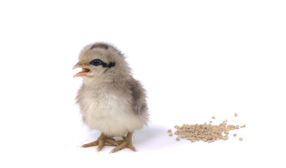 poussin à coté du grain