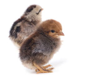 deux petits poussins