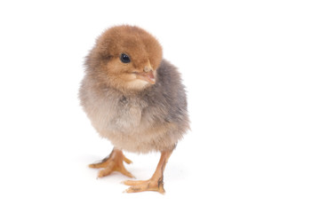 Obraz premium petit poussin sur fond blanc