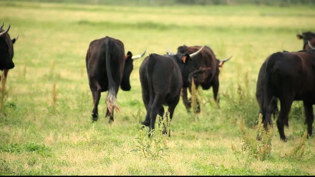 Jeunes taureaux en Camargue - France