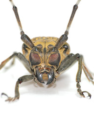 insect long horn beetle