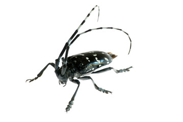 insect long horn beetle