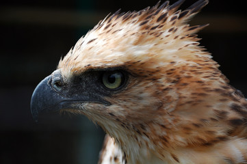 philippine eagle