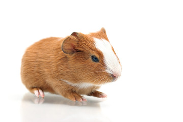 Little guinea pig
