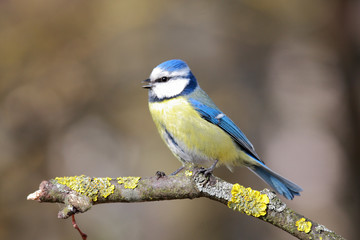 Obraz premium Blaumeise