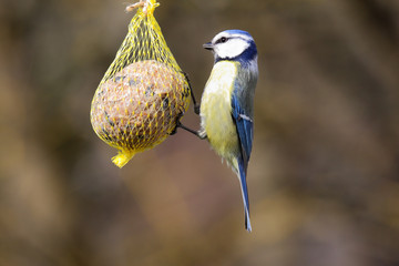 Blaumeise