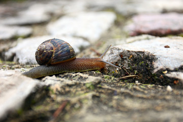 Snail crawling on the ground in the park