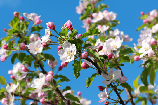 Fr&uuml;hling 129