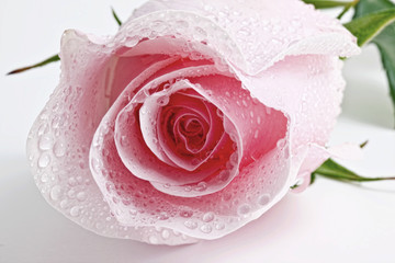 Pink wet rosebud