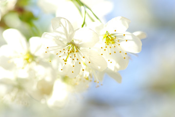 Fototapeta na wymiar blossoms