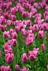 Fototapeta premium tulip