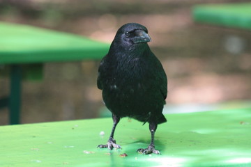 Rabe - Crow
