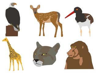 animals eagle deer giraffe bobcat monkey