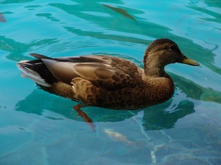 duck