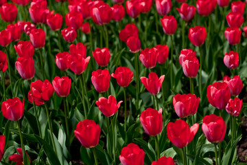 Red tulips field