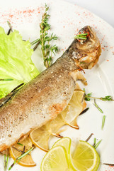 trout fish