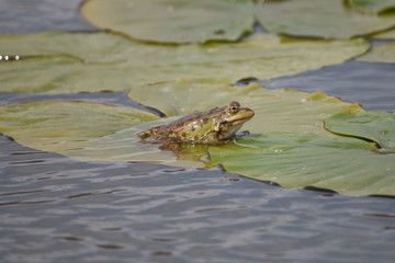 Green frog
