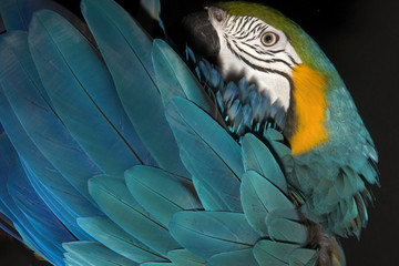 Obraz premium Guacamayo