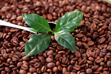 spoon of coffee beans