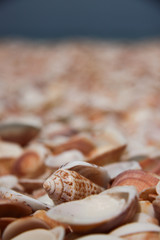 Shells at the beach background