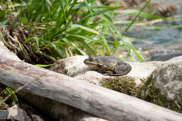 green frog