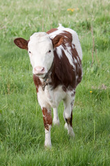 Fototapeta na wymiar Cow calf