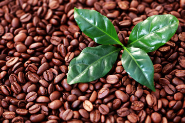 coffee beans with coffe leaves