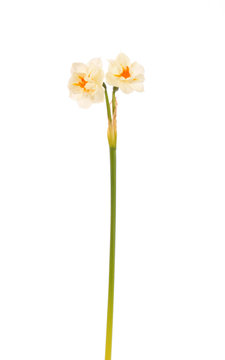 pair narcissuses, isolated.