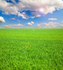 Obraz premium Feld im Sommer