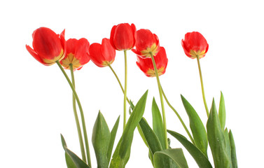 tulips from below, isolated.