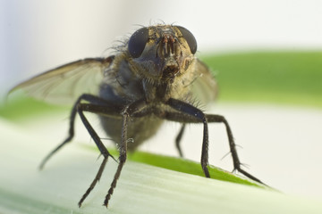fly closeup on flower