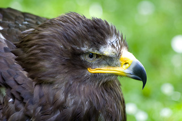 Portrait eines Greifvogels