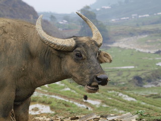 Bufalo en Sapa (Vietnam)