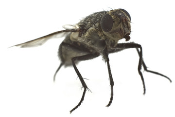 fly closeup isolated on white backgound